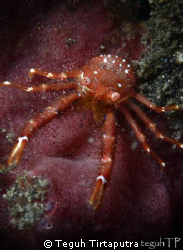 Squat Lobster...taken at Bunaken, Manado by Teguh Tirtaputra 